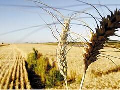 Luego de las inundaciones peligran varias toneladas de trigo sembrado
