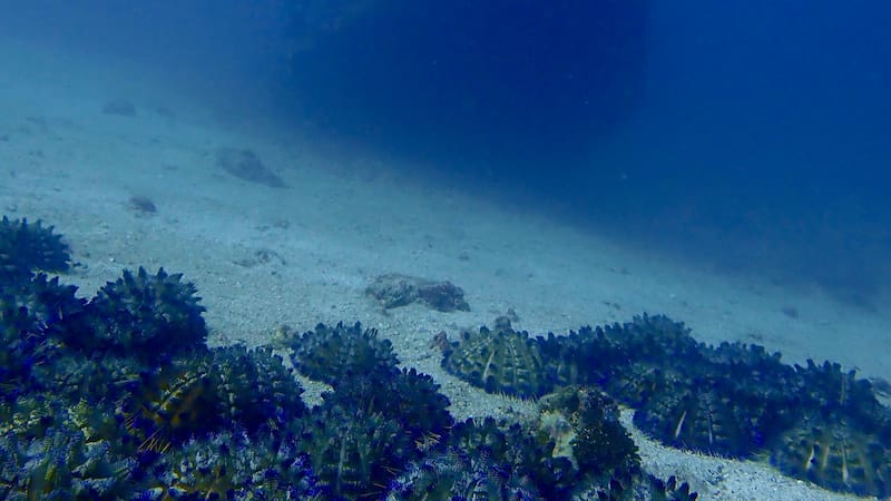 Buscan crear un museo para mostrar los restos de una embarcación hundida del siglo XVIII.