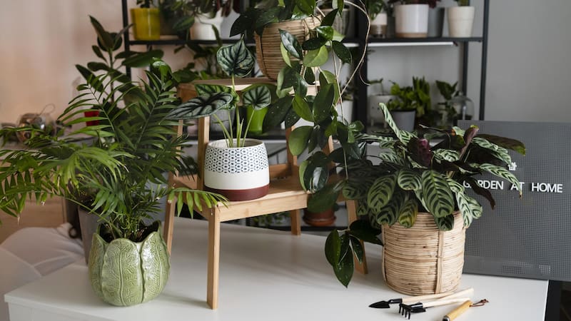 Considerá a esta planta como un amuleto esencial para atraer la prosperidad.