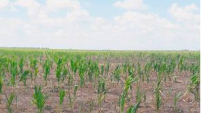 Cultivos afectados por la falta de lluvia en Huinca Renanco, Córdoba