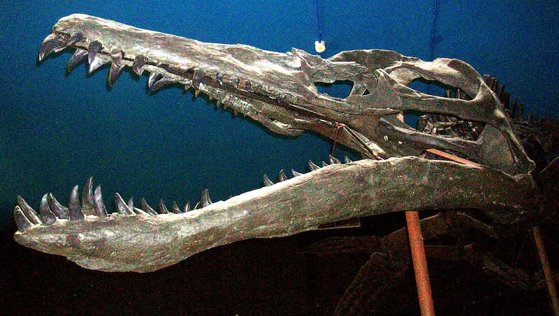 Este reptil acuático prehistórico se exhibirá por primera vez en Reino Unido. Fuente: archivo