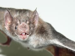 Apareció un murciélago con rabia: qué peligro hay cuáles son las recomendaciones a seguir