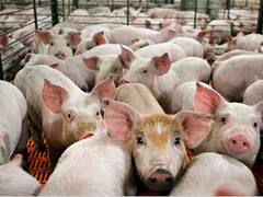 Cerdos, vino y langostinos: la oportunidad perdida para la Argentina en China