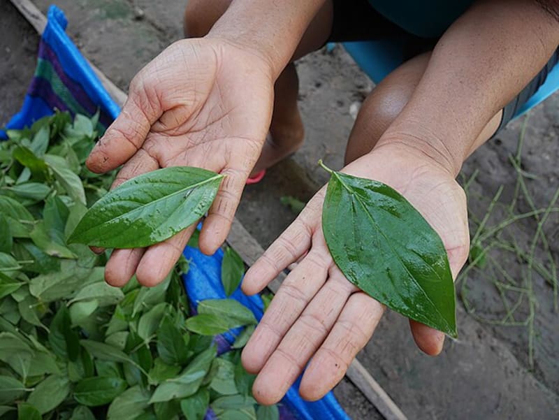 La guayasa contiene polifenoles y carotenoides, que protegen el corazón y combaten el envejecimiento celular. (Fuente: Wikimedia - Kristi Denby/Archivo Centro Takiwasi)