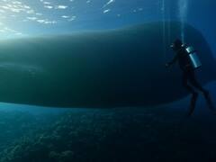 No es la ballena azul: encontraron al animal más grande del mundo que es visible desde el espacio