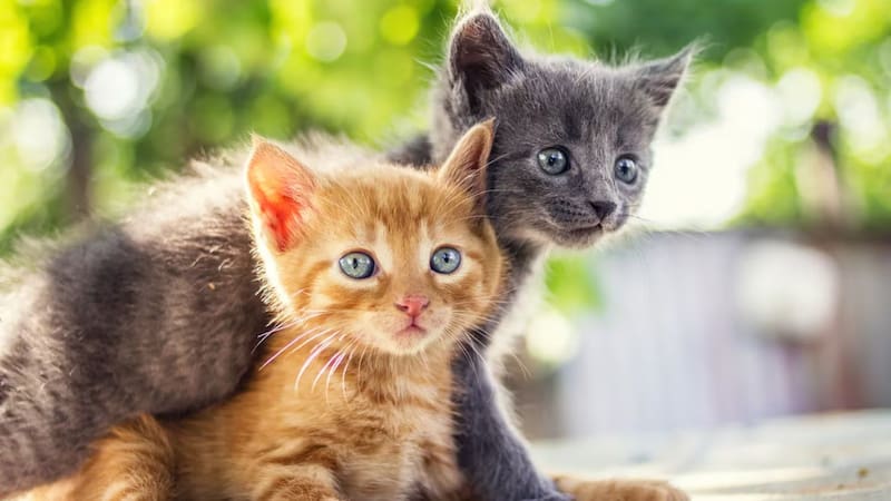 Gatos cachorros. Fuente: Archivo.