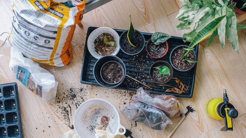 ¿Cómo usar los restos del café para revitalizar tus plantas? Los 5 usos que pocos conocen
