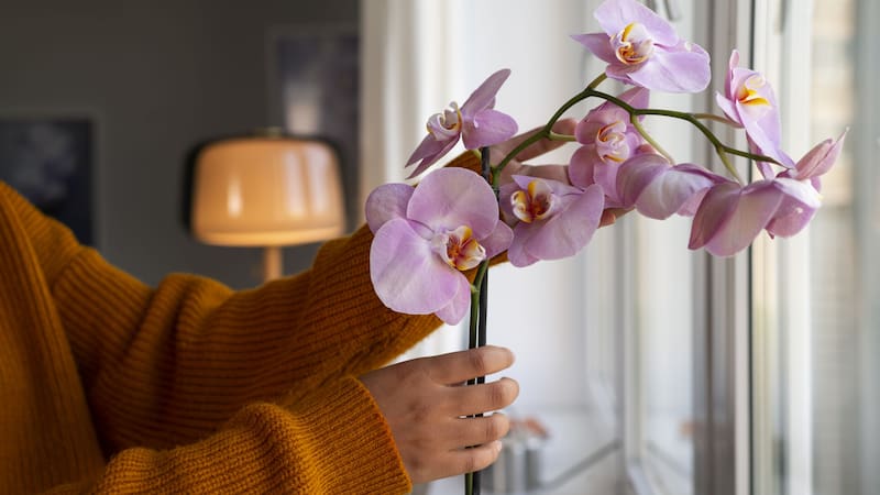 Las orquídeas surgieron por primera vez hace aproximadamente 83 millones de años en el hemisferio norte.