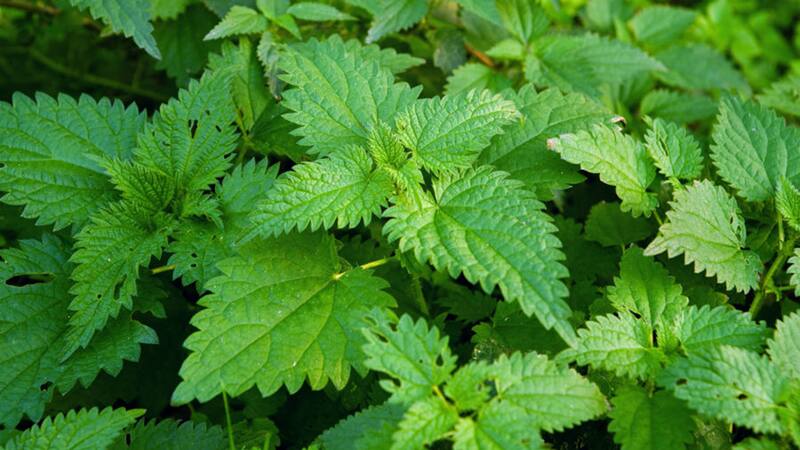 Científicos descubren el secreto más importante de la naturaleza: las plantas "explosivas".