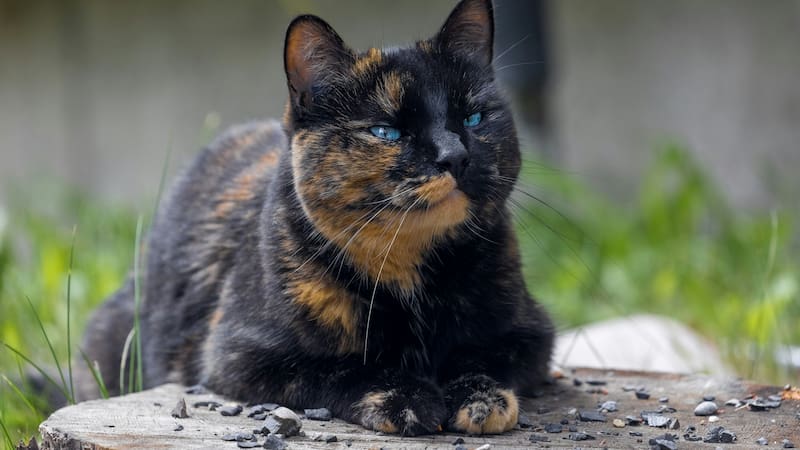 ¿Qué hay detrás de la peculiar apariencia de estas gatas?