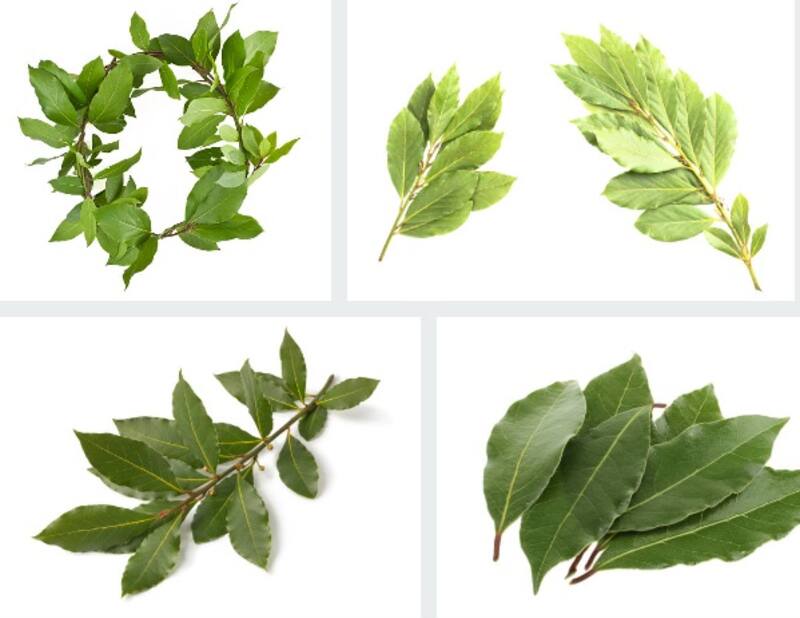 Uso de las hojas de laurel. Fuente: Archivo.