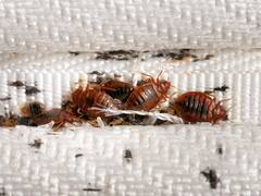 La plaga de chinches que preocupa a todos ha llegado al país: ¿en qué zonas está y cómo prevenirla?