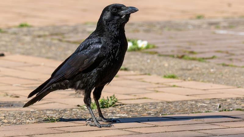 <div class="migrated-promo-image__description"><div class="migrated-promo-image__source">Fuente: Wikimedia Commons - Alexis Lours</div></div>