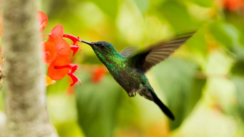 La cultura maya considera al colibrí como un mensajero entre el mundo humano y el mundo espiritual.