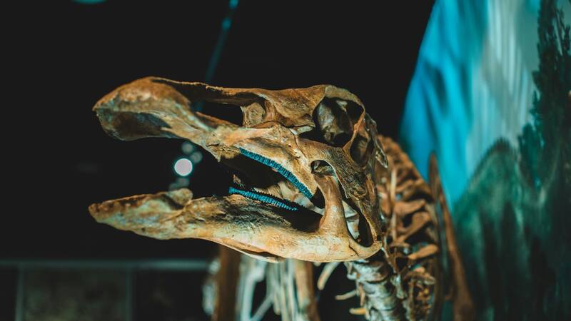 El fósil hallado permitirá avanzar en nuevas investigaciones científicas sobre la evolución en el reino animal.