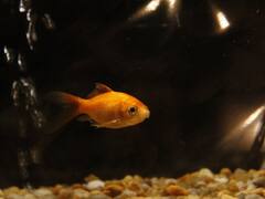 Un reto visual solo para expertos: encontrá las diferencias en la imagen en solo 10 segundos