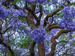 Pocos lo saben: el árbol que hay que plantar en primavera para tener sombra todo el verano