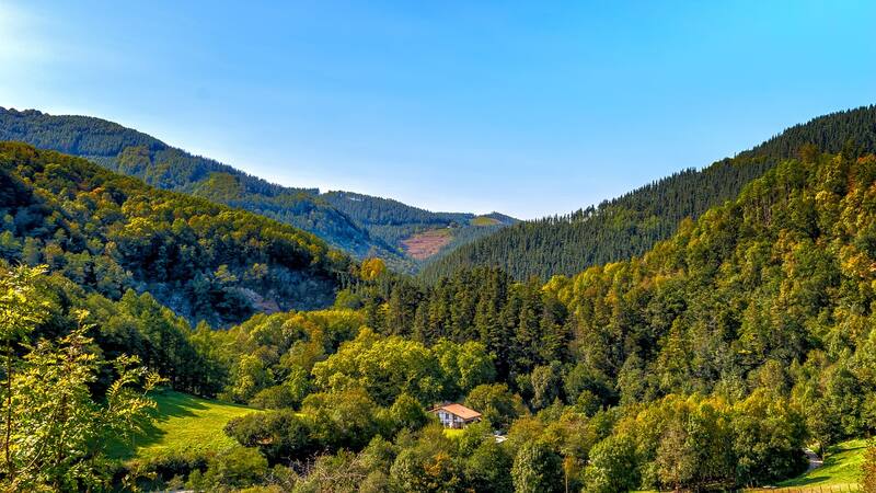 Bosques de España. Fuente: Pixabay