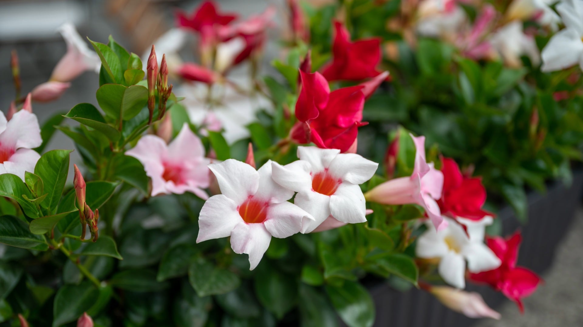 Las cinco plantas que florecen todo el año: se reproducen solas y perfuman tu jardín