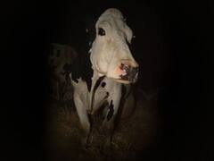 La polémica película que descompuso al público en Cannes: de qué se trata COW y por qué es necesario verla