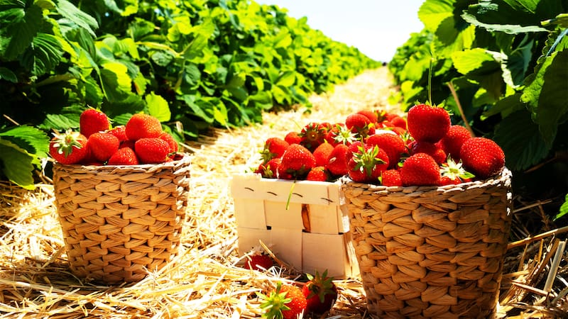 <div class="migrated-promo-image__description"><div class="migrated-promo-image__source">Fuente: ShutterStock</div></div>