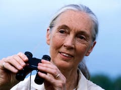 'La dama de los chimpancés' cumple 85: la historia de Jane Goodall