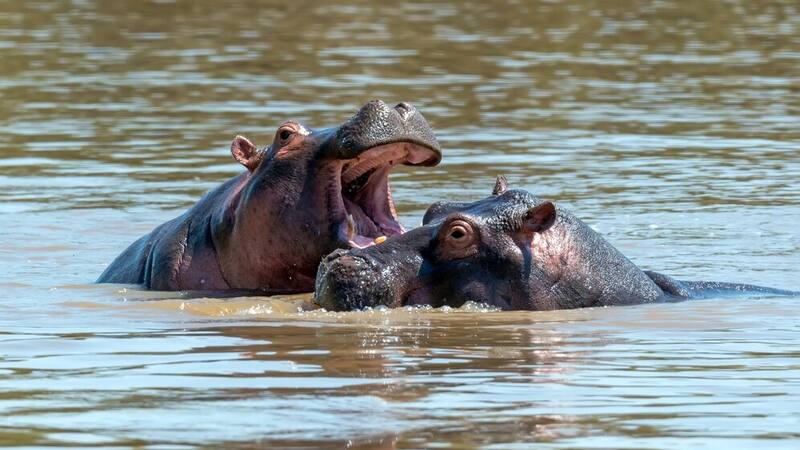 Los cerebros del macho y la hembra son diferentes. Foto: Freepik.
