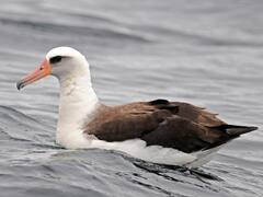 El ave silvestre más longeva del mundo cría a su nuevo polluelo a los 74 años: estiman que ha puesto entre 50 y 60 huevos a lo largo de su vida