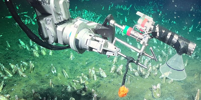 A 2.600 metros bajo el Mar Argentino encontraron algo que no debería estar allí: qué descubrieron los científicos