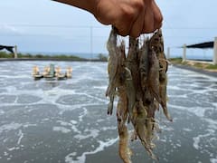 Sin milagro en Semana Santa: Los peces se multiplican, pero las ventas se desploman