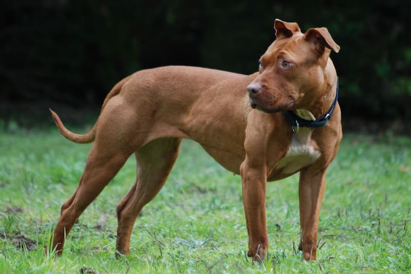 Pitbull Terrier