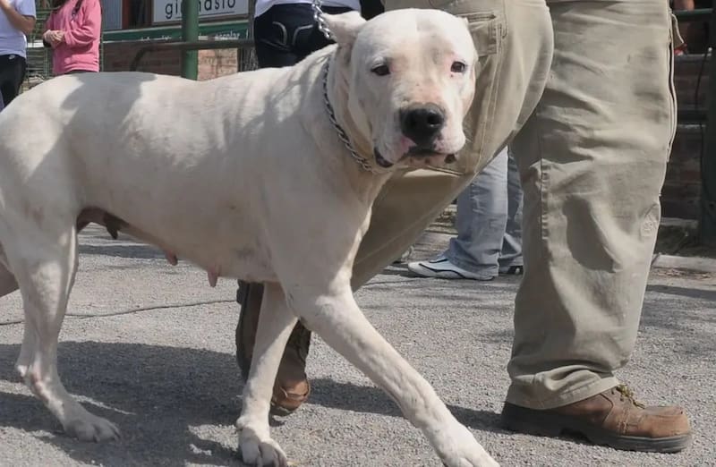 Dogo