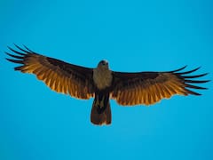 Esta poderosa ave rapaz suma nuevas crías en el norte: es el mayor éxito reproductivo de la especie desde 2010