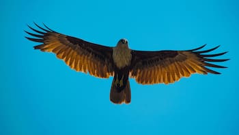 Esta poderosa ave rapaz suma nuevas crías en el norte: es el mayor éxito reproductivo de la especie desde 2010