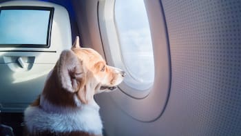 Oficial | España prohibirá el ingreso y la salida del país a ciudadanos con mascotas que no tengan el pasaporte europeo: cómo tramitarlo