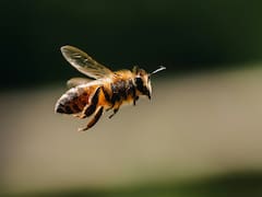 Qué significa que una abeja vuele alrededor de tu casa y por qué es bueno