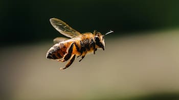 Qué significa que una abeja vuele alrededor de tu casa y por qué es bueno