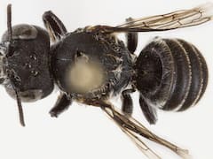 Temor por la aparición de una nueva abeja con “cuernos demoníacos”: ¿son peligrosas para los humanos?