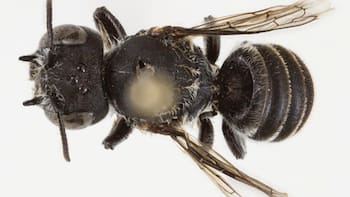 Temor por la aparición de una nueva abeja con “cuernos demoníacos”: ¿son peligrosas para los humanos?
