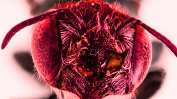 Hallazgo del siglo | Descubren a la “Abeja Lucifer” en este país y cambia los paradigmas de la ciencia