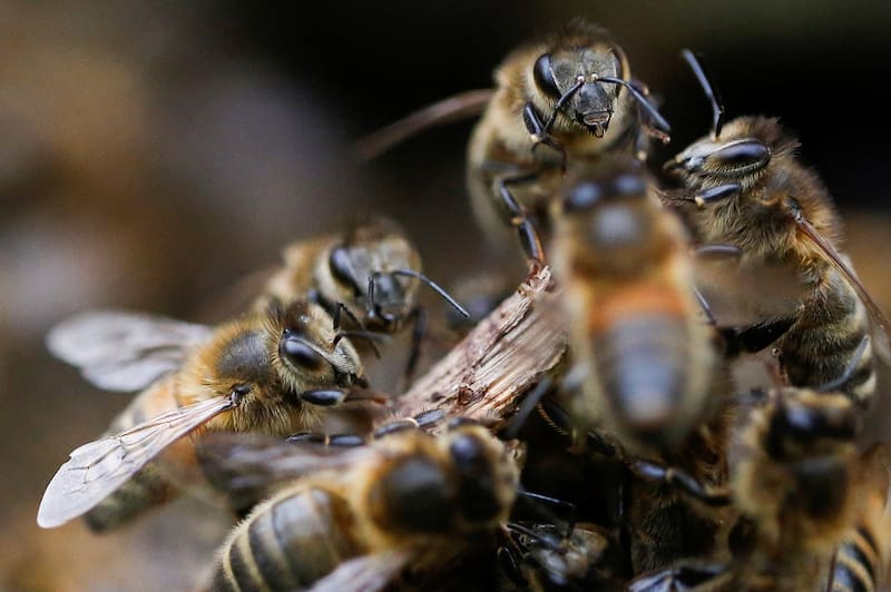 La abeja minera común (Andrena regularis) es una especie nativa que anida de forma individual bajo tierra: cada hembra excava su propio túnel, sin reina ni colmena.