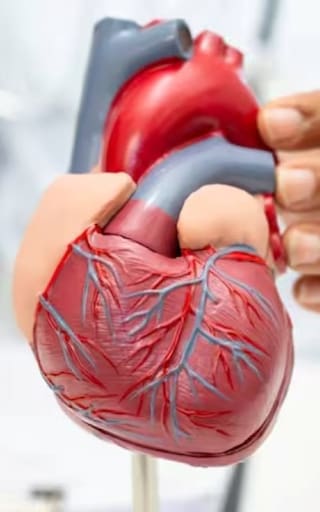 Ni caminata ni bicicleta fija: el ejercicio ideal para cuidar tu corazón y mejorar la circulación