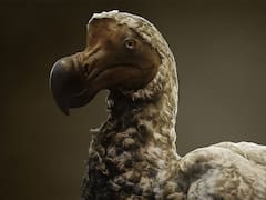 Milagro en el mundo animal | Esta ave extinta hace 300 años volverá gracias a la manipulación genética