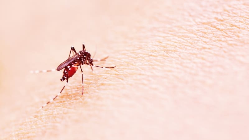 Dengue