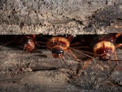 Adiós a las cucarachas: el componente natural que actúa como repelente y que las elimina al instante