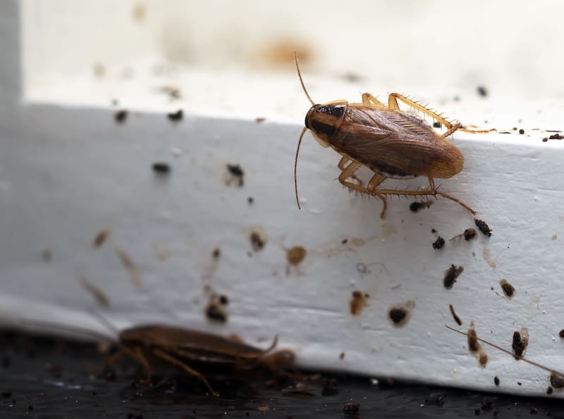 Adiós a las cucarachas: el componente natural que actúa como repelente y que las elimina al instante