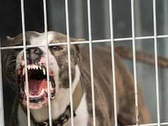 Oficial y confirmado: está en vigor la ley que prohíbe las peleas entre animales y castiga quién las organice y patrocine