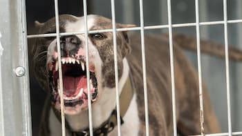 Oficial y confirmado: está en vigor la ley que prohíbe las peleas entre animales y castiga quién las organice y patrocine