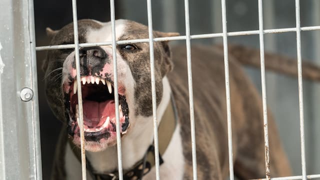 Oficial y confirmado: está en vigor la ley que prohíbe las peleas entre animales y castiga quién las organice y patrocine