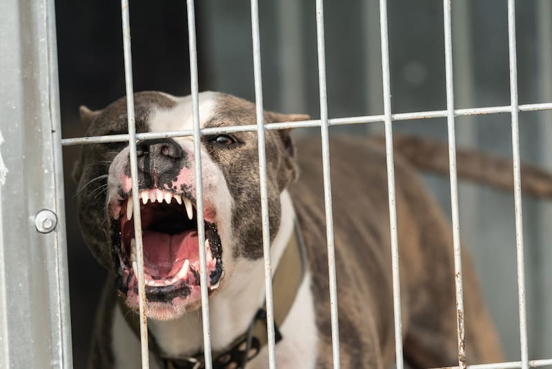 La mujer decidió asesinar a la dueña del pitbull que había matado a su perro.